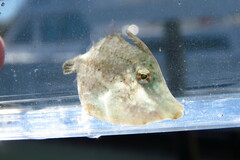 Monacanthus ciliatus