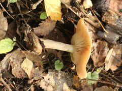Leucocortinarius bulbiger
