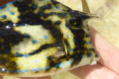 Acanthostracion quadricornis