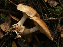 Leucocortinarius bulbiger