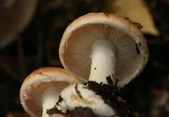 Leucocortinarius bulbiger