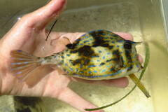 Acanthostracion quadricornis