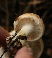 Leucocortinarius bulbiger