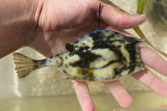 Acanthostracion quadricornis