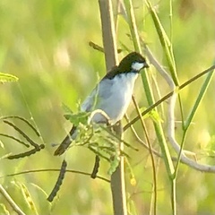 Sporophila lineola