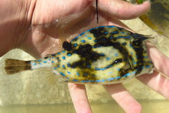 Acanthostracion quadricornis