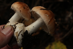 Leucocortinarius bulbiger