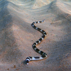 Leiuranus versicolor