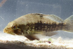 Centropristis striata