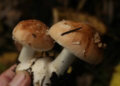 Leucocortinarius bulbiger