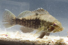 Centropristis striata