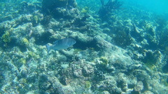 Kyphosus cinerascens