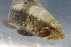 Centropristis striata