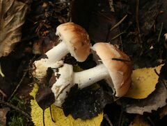 Leucocortinarius bulbiger