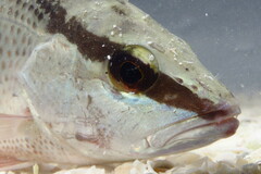 Lutjanus griseus