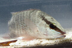 Lutjanus griseus