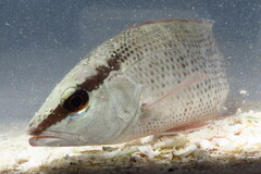 Lutjanus griseus