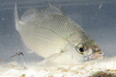 Eucinostomus gula
