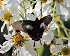 Mimoides lysithous rurik