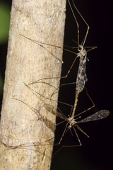 Austrolimnophila argus