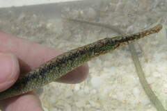 Syngnathus floridae
