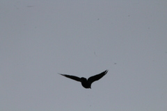 Corvus corax