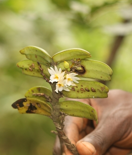 Calyptrochilum christyanum