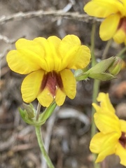 Goodenia trinervis