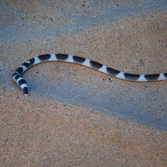 Leiuranus versicolor