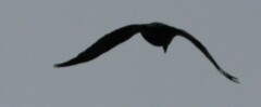 Corvus corax