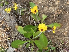 Goodenia trinervis