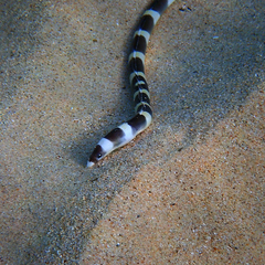 Leiuranus versicolor