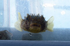 Chilomycterus schoepfii