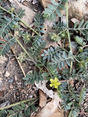 Tribulus
