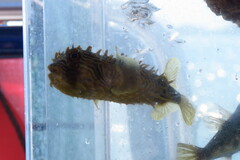 Chilomycterus schoepfii