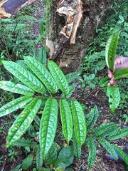 Cryptocarya