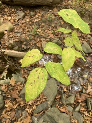 Celtis tenuifolia