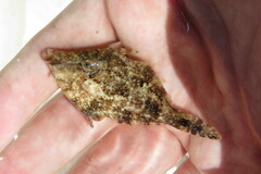 Monacanthus ciliatus