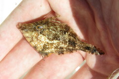 Monacanthus ciliatus