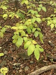 Celtis tenuifolia