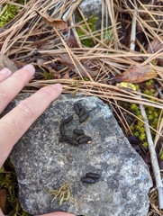 Microtus pennsylvanicus