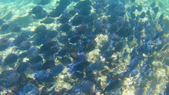 Acanthurus coeruleus