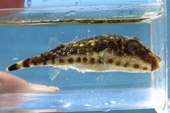 Sphoeroides spengleri