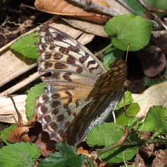 Argynnis paphia tsushimana