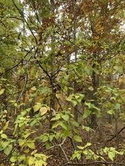 Celtis tenuifolia