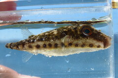 Sphoeroides spengleri