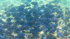 Acanthurus coeruleus
