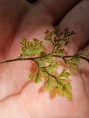 Hymenophyllum