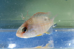 Lutjanus synagris