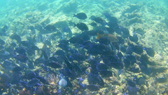 Acanthurus coeruleus